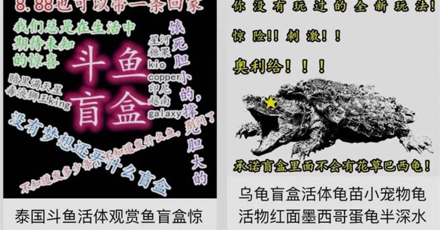「寵物活體盲盒」仍在售賣？吸血盲盒何時休！