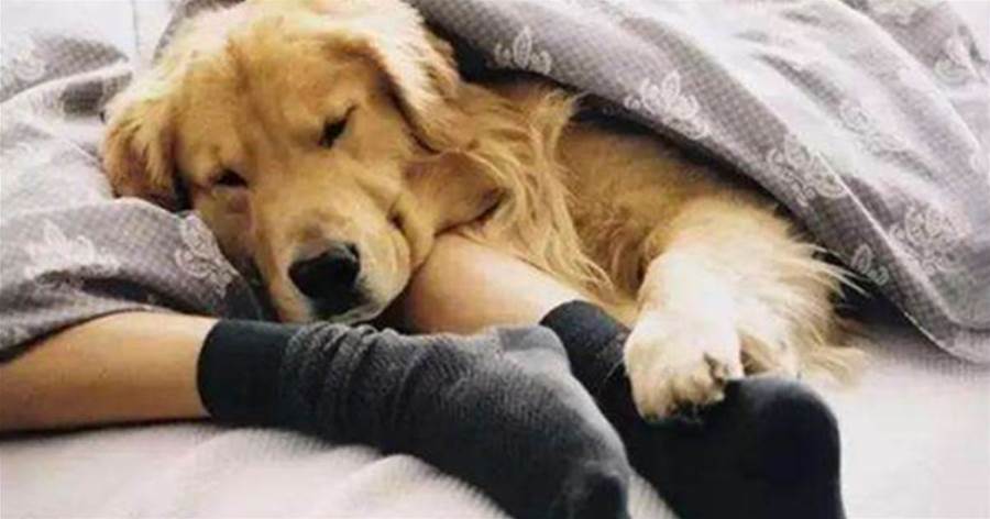 狗狗喜歡和你睡，不止是愛你，還蘊含這6個意思