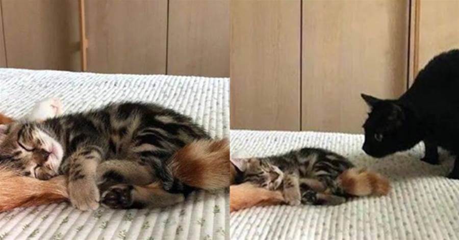 小奶貓也需要貓媽媽的關愛，只能抱著大橘尾巴入睡，橘貓：我好無奈啊~