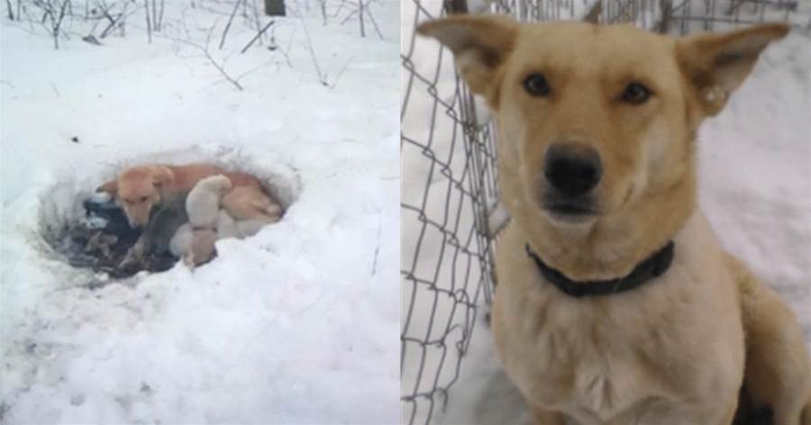 流浪狗媽媽暴風雪中產子，雪地裡做窩，用自己的身體溫暖孩子