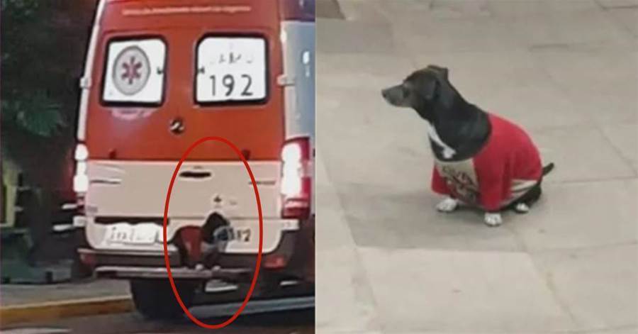 主人被救護車拉走後，他的狗出現在了車子的保險杠上：無論何時我都會陪在你身邊