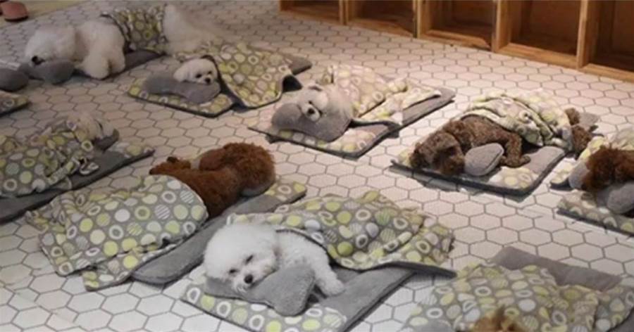 「狗狗幼兒園」集體蓋被排排「睡午覺」，其中有幾隻小狗「踢被子露肚肚」睡得不太老實