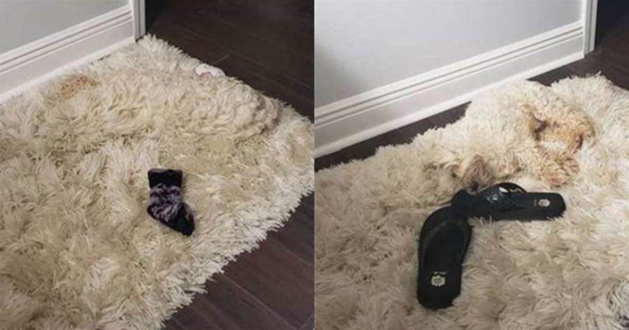 毛孩學會「隱身術」，躺在地毯上看不出來，主人好幾次差點踩到牠，網友：真的找不到哪裡有狗
