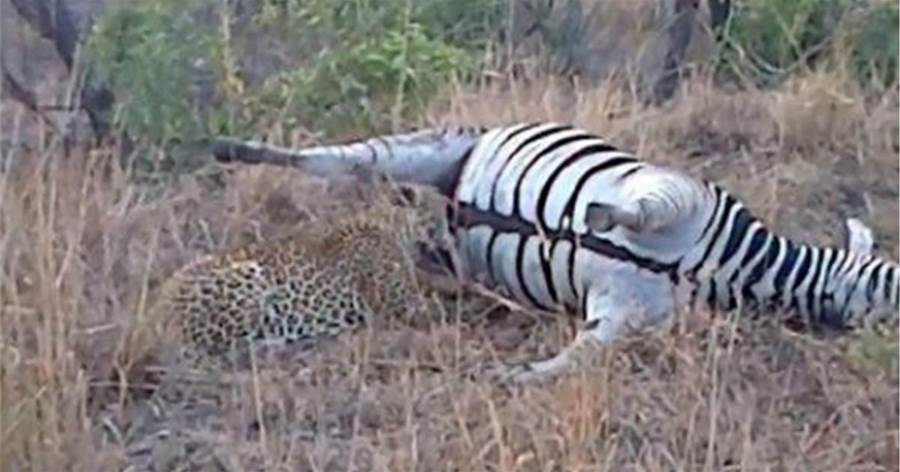 獵豹發現大餐，因斑馬「膨脹」粗心獵豹上去一口，下一秒好尷尬