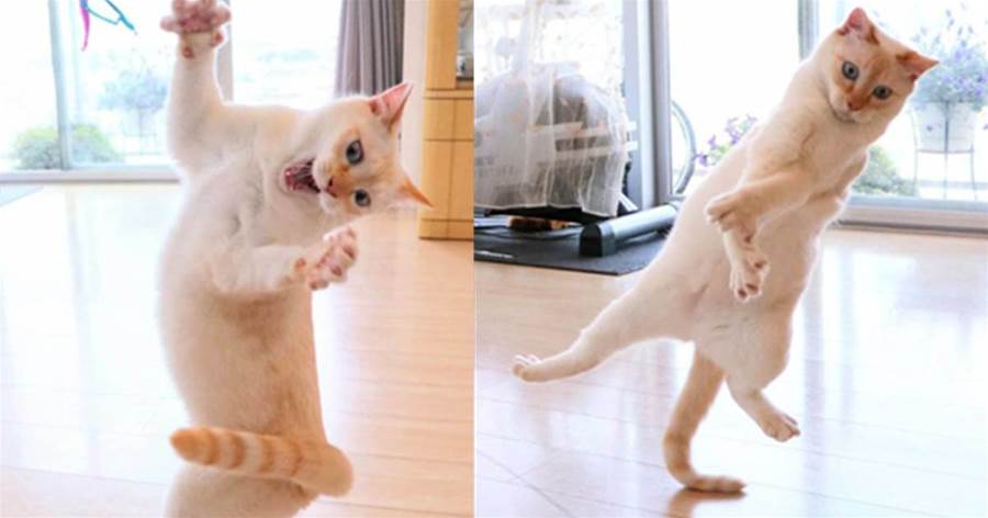 優雅白貓無重力跳躍芭蕾姿態「扭腰擺臀」，驚豔眾線民，齊呼：喵界蔡依林
