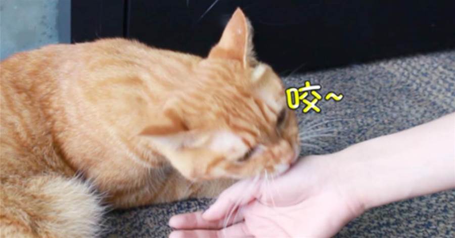 在貓咪心裡，咬主人的手腳，代表這幾種意思