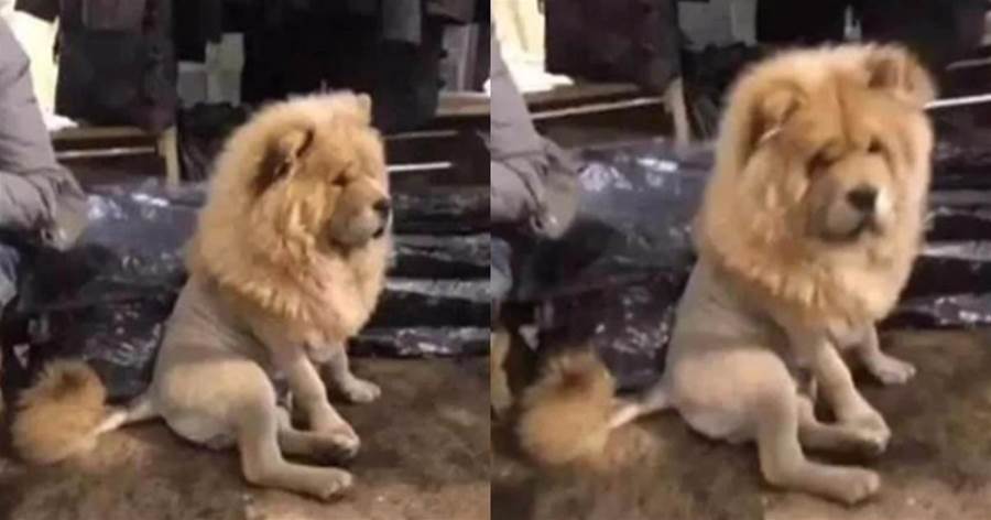 女子出差將愛犬交給媽媽照顧，回來接狗時「嚇的腿軟」：媽，這只獅子哪裡來的？
