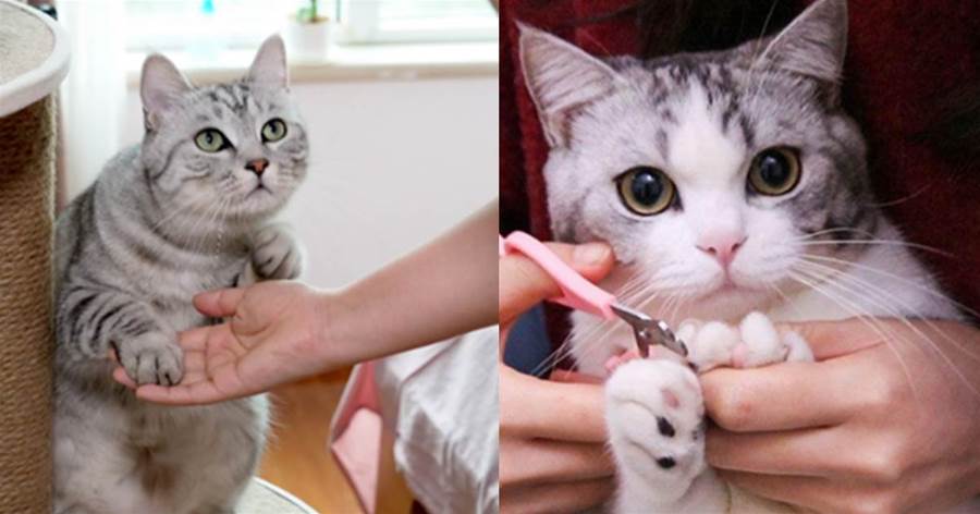 在你「摸貓咪爪子」的時候，在貓咪的眼裡，是這5個意思