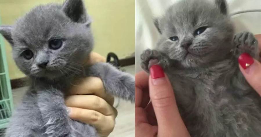 送給男友一隻「超萌藍貓」，一年後「萌喵變阿貝」，看到貓咪的樣子請不要笑~