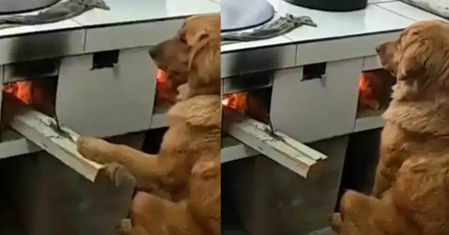 出差沒時間照顧愛犬，送到鄉下父母家，半個月後去看笑噴了：入鄉隨俗