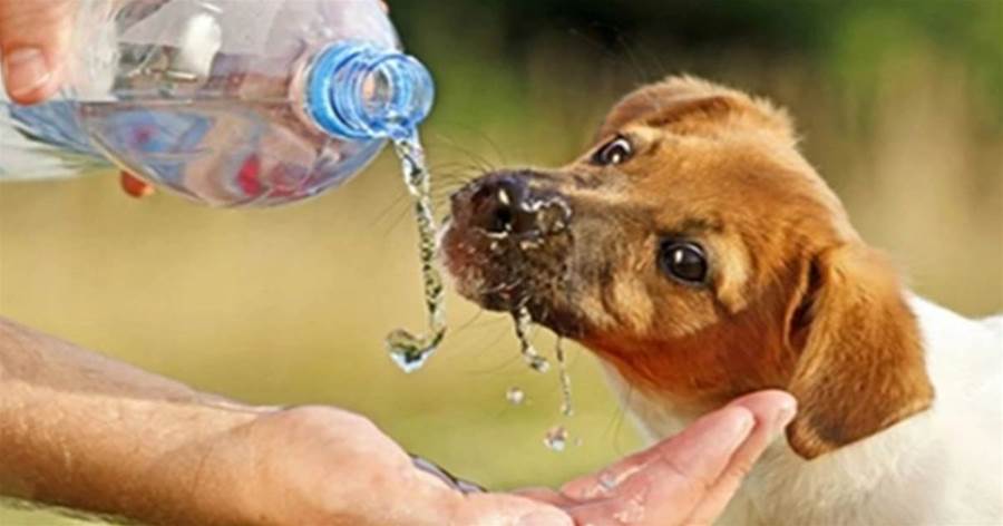 這7種水很傷狗狗身體，但還有很多主人在餵，建議改正