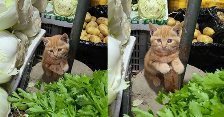 顧一隻小貓來看菜攤，小貓無助躲在柱子後面，貓咪：第一天上崗，有點緊張