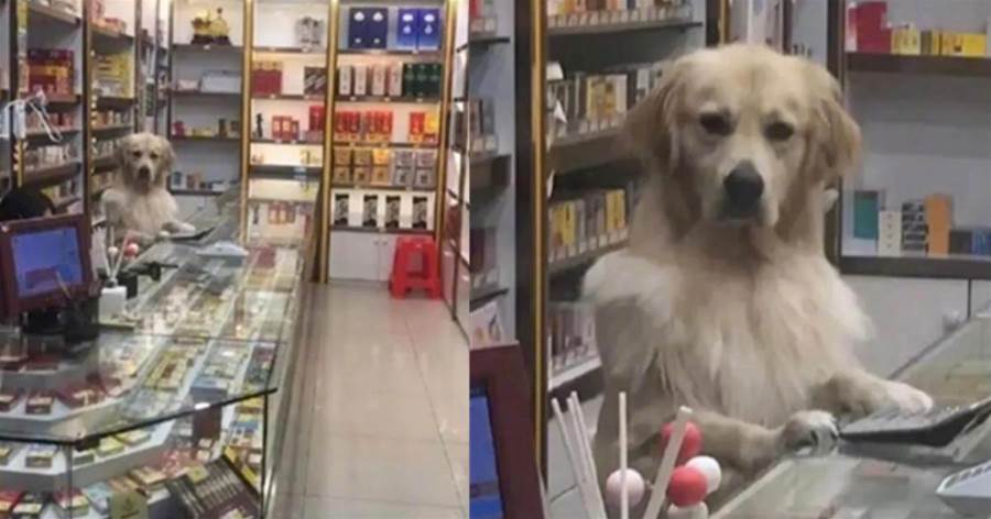男子走進「煙酒商店」，站在櫃檯裡的金毛「怒視」，狗狗：成年了嗎，身份證拿來看看
