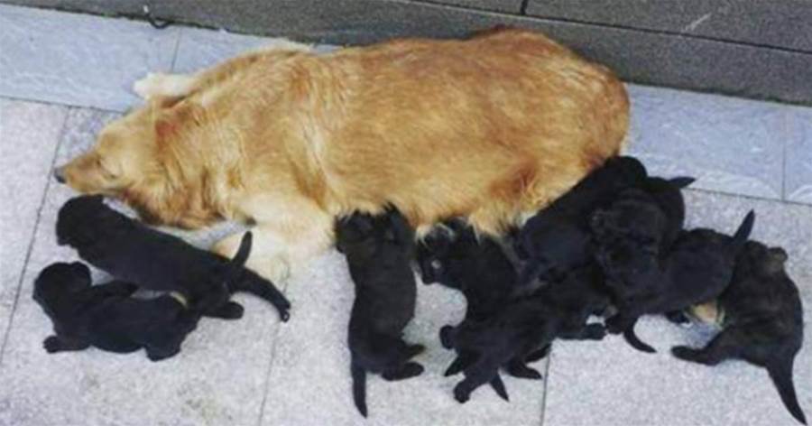 金毛和藏獒「相愛」後懷孕，生下9只純黑小奶狗，主人看見小狗模樣笑翻了