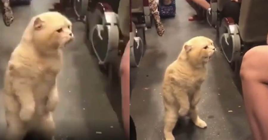 在火車上，橘貓的「座位被搶」，瞬間吃醋，站起來質問主人：你怎麼能抱別的貓咪