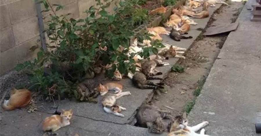 種「貓薄荷」本想驅蟲，卻沒想到引來一群貓咪做客，集體躺在路邊「嗨翻天」