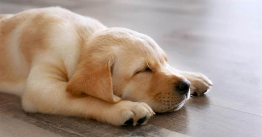 狗狗這5種睡姿，其實都表達不同的事情，你家狗狗是怎麼睡的？