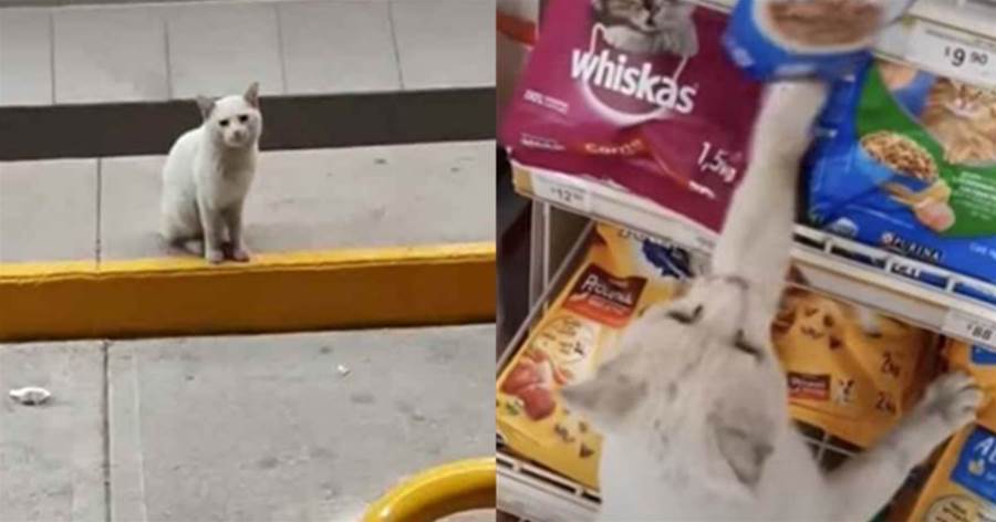 被流浪貓「迷惑」帶進超市後，貓咪指著貨架：想要這個，可以嗎？