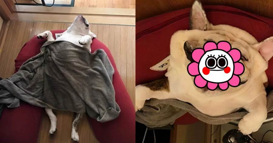 主人曬出愛犬「熟睡照片」，網友看後驚呼：天氣太熱，曬化了？
