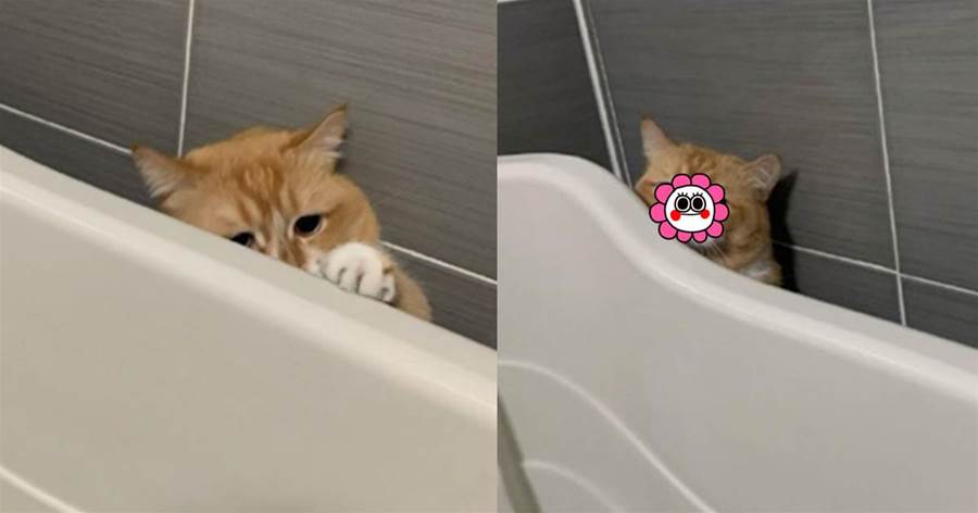 超古錐！主人放水給小橘貓洗澡，貓咪縮在角落偷偷觀望：可不可以不洗啦~
