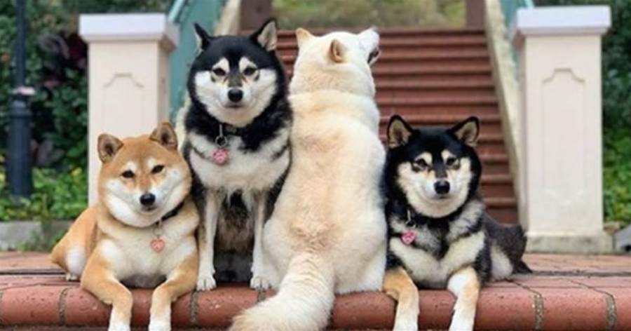 瘋狂搶鏡！四隻柴犬一起拍「全家福」，戲精白柴總是「與眾不同」，看到照片後請不要笑