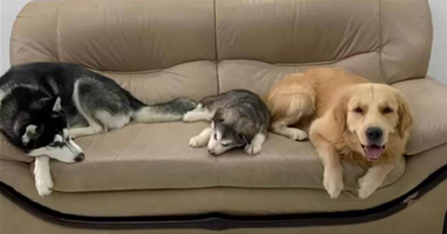 沙發多久會消失？鏟屎官用8張照片記錄，養狗後家裡沙發的變化過程