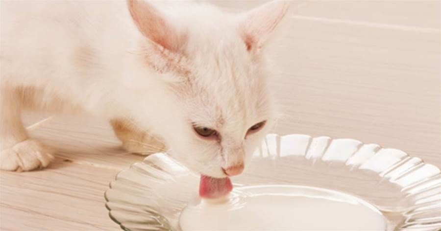 這7種食物對貓來說是「補品」，營養會更足，現在餵還來得及