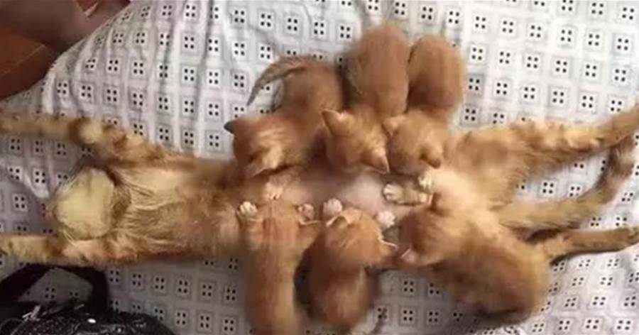 生了6只小貓，帶娃到「崩潰」，貓媽往地上一癱：你們自己吃吧，老娘先睡了！