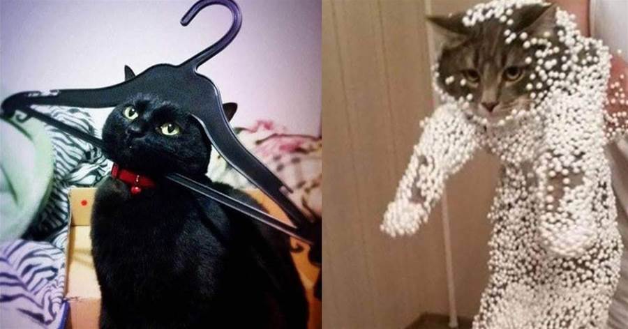 13張貓咪最想刪掉的黑歷史圖片，「鏟屎官我勸你善良」，網友笑瘋了