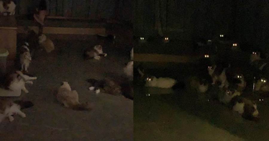 25只貓咪半夜集體打開「閃光燈」，睡夢中以為看到「鬼火」，被嚇的驚聲尖叫：甜蜜的煩惱