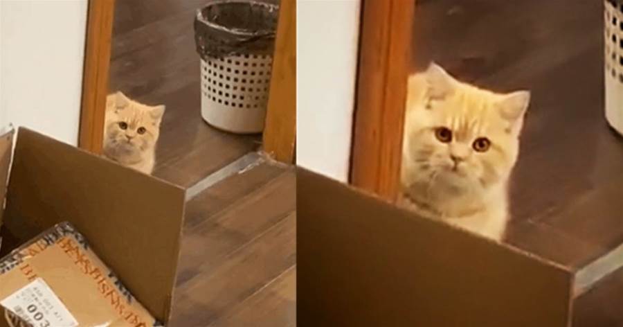 主人請假沒去上班，貓咪站在門口「緊皺眉頭」，貓咪：不會失業了吧，小魚乾怎麼辦