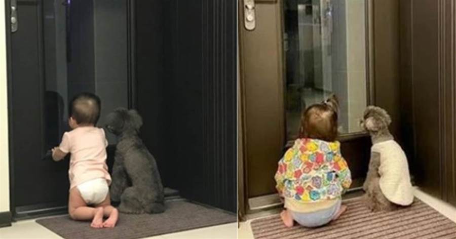 狗狗和小主人一起等待拔拔下班回家，「並肩齊坐」等在門口，背影萌哭網友