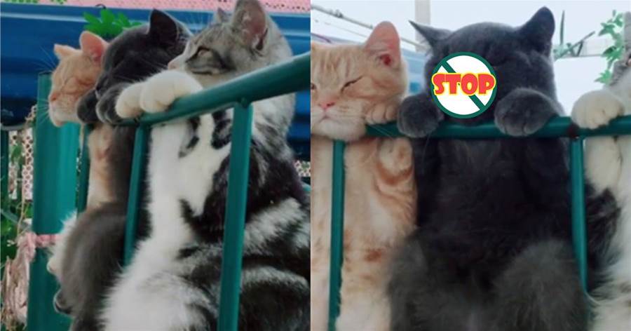 三隻小貓趴在欄杆上曬「太陽浴」，中間藍貓的表情亮了，路人：報告，有只貓「笑裡藏刀」