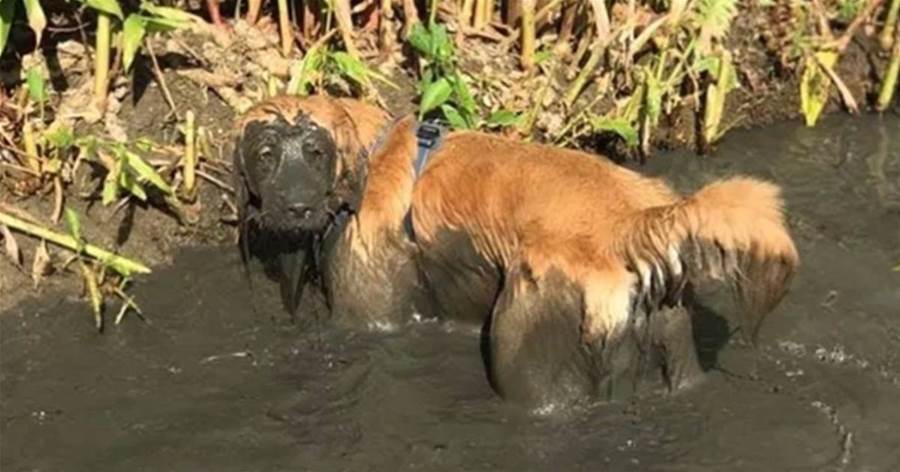 剛洗香香轉眼就跳進泥潭，連趴帶滾地一身湯水地爬上來，主人：這狗還能要嗎