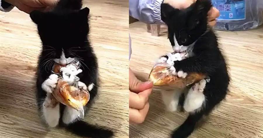 小奶貓偷吃麵包，被抓住時還緊抱麵包不放手，貓咪：這是偶的！