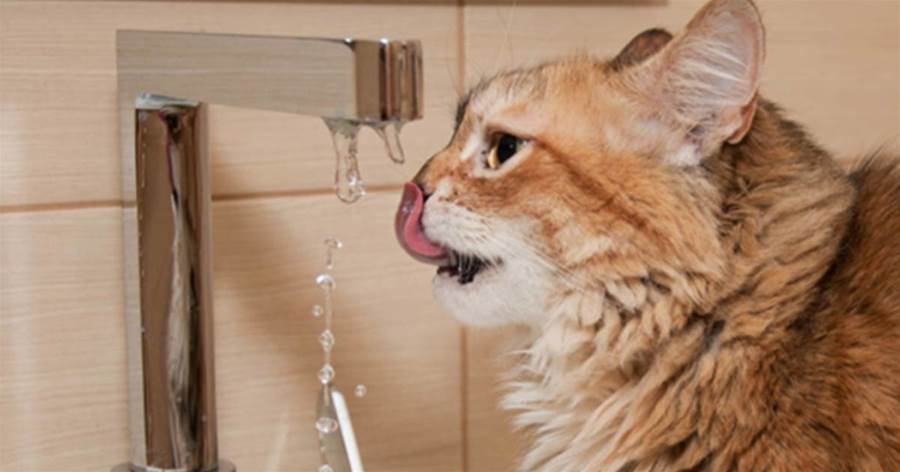 貓咪大量喝水，是牠在「暗示」5個問題，寵主要重視起來