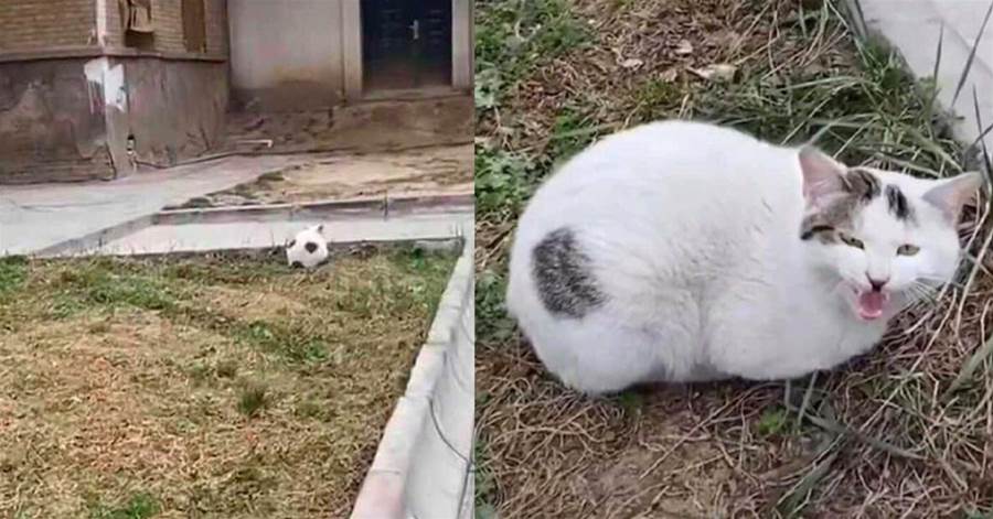 網友發現地上有個足球，走近才發現是只貓，貓：我長得胖要你管啊