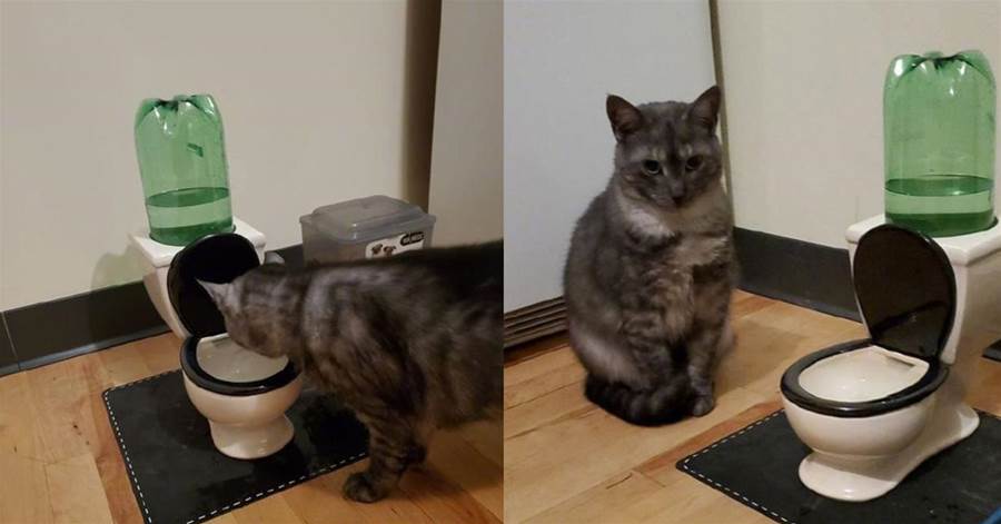 貓咪喜歡喝馬桶水，于是主人給它買了一個迷妳版，它喝完後卻懵了：味道不對！