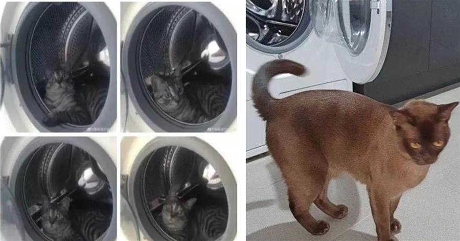 擁有11年養貓經驗，卻因洗衣機差點害貓失去生命，血的教訓QQ
