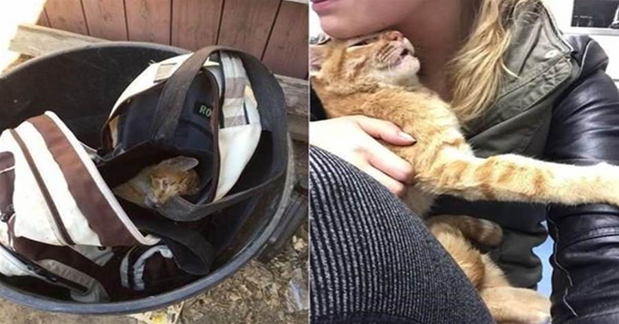 重傷+營養不良！小橘貓被丟垃圾桶，背包袋口還封緊！