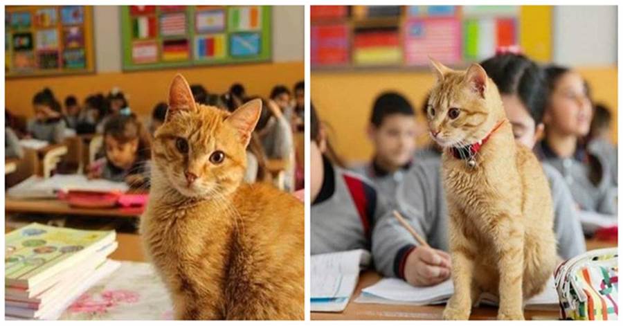 流浪貓誤入教室，孩子們的暖心舉動，改變了它的命運