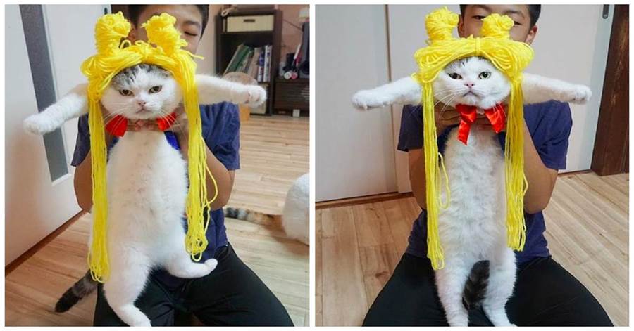 神cos！主人給貓咪戴上了黃色毛線，來扮演動漫人物，結果看身材笑噴：美少女壯士？