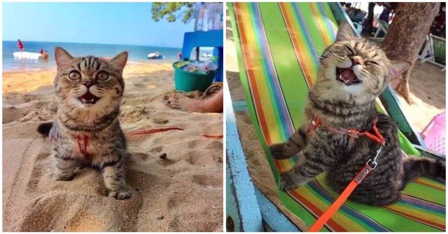 虎斑貓第一次跟著主人去海邊度假，笑得太開心：好大的貓砂盆