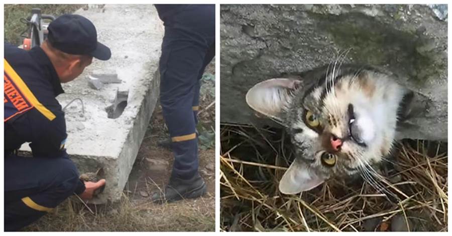 貓咪被卡水泥板，兩位小哥邊救邊拍照，貓：照片別亂髮，太丟貓了