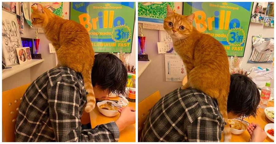 主人每次吃飯時，貓咪都會坐在他的脖子上，網笑：小心大橘！