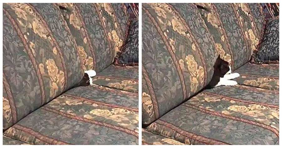 「貓去哪了？！」主人找不到貓咪，牠從沙發縫裡鑽出來：誰在找朕？