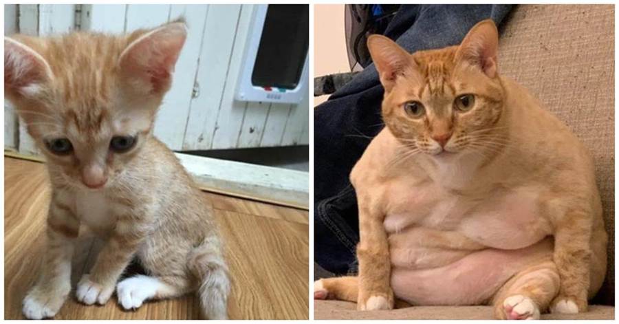 小奶貓成年後變成肥大叔，網友一看顏色秒懂：橘貓的基因太強~