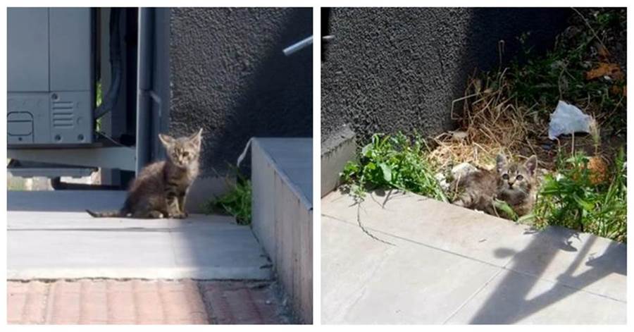 流浪小貓孤身一人在路邊討食，睡在街上不怕人，路人的反應很暖心