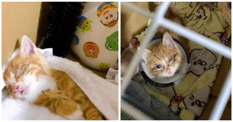 小橘貓雙眼發炎失去家，被救後竟一個月就成了電眼美喵，太迷人~