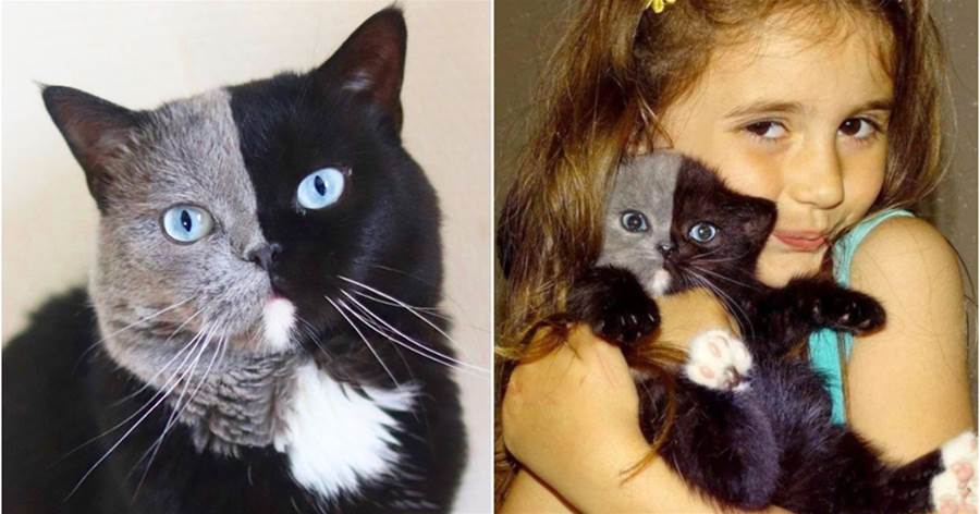 還記得因為「陰陽臉」而走紅的貓咪嗎，現如今牠生了2個孩子，再次爆紅網路：兩個娃完美繼承了牠的毛色